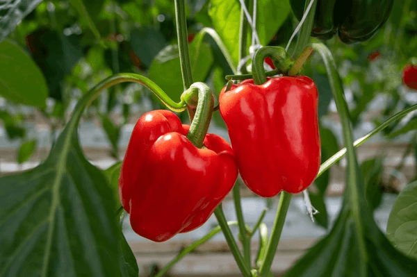 Red bell peppers