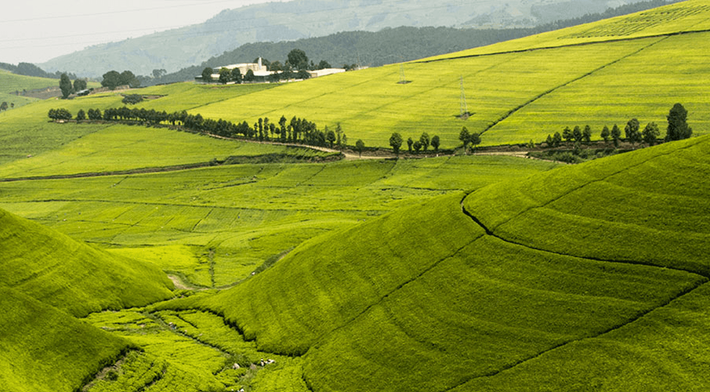 Galle, Sri Lanka Estate
