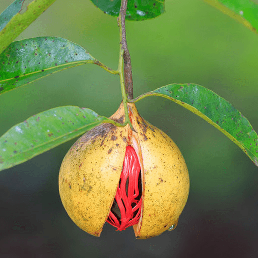 Nutmeg fruit