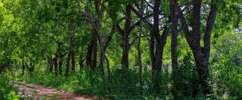 Image of Thanamalwila